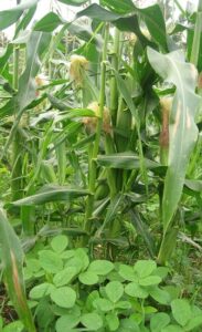 Sweet corn undersown with soy beans